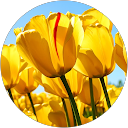 Φωτογραφία προφίλ Helen Komi